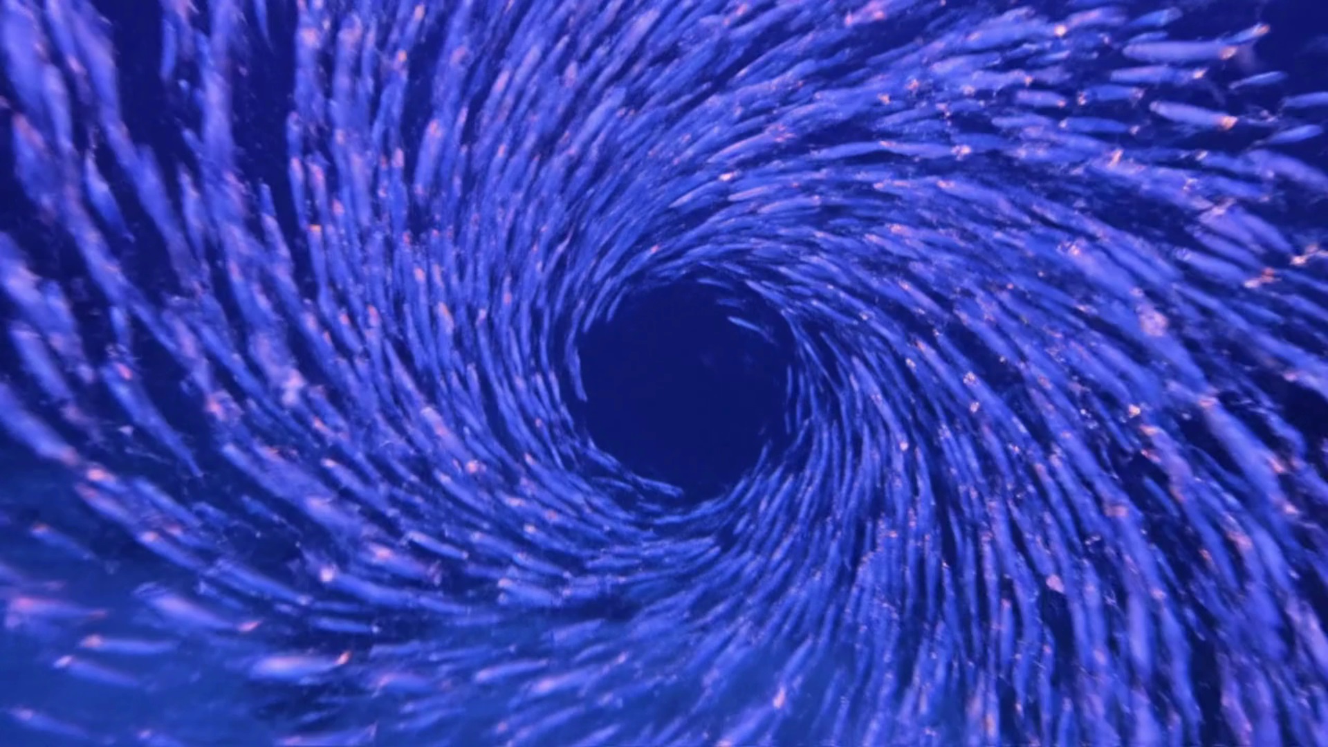 «Ритм твоего вдохновения»