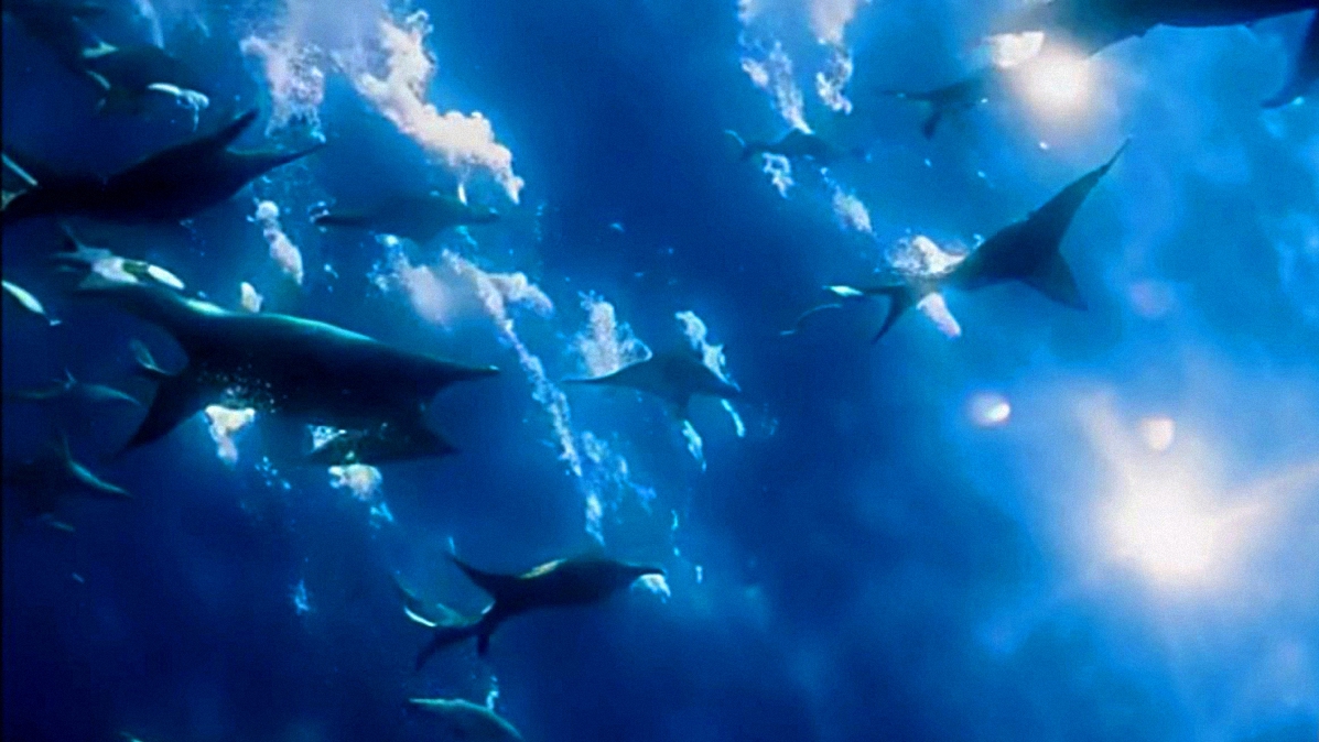 Океан и его обитатели