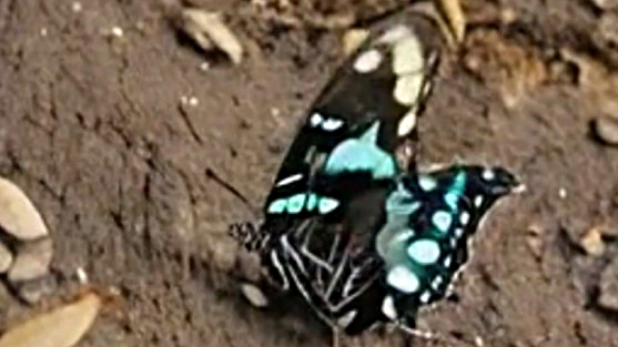 Когда нейросети только появлялись. Генерация животных