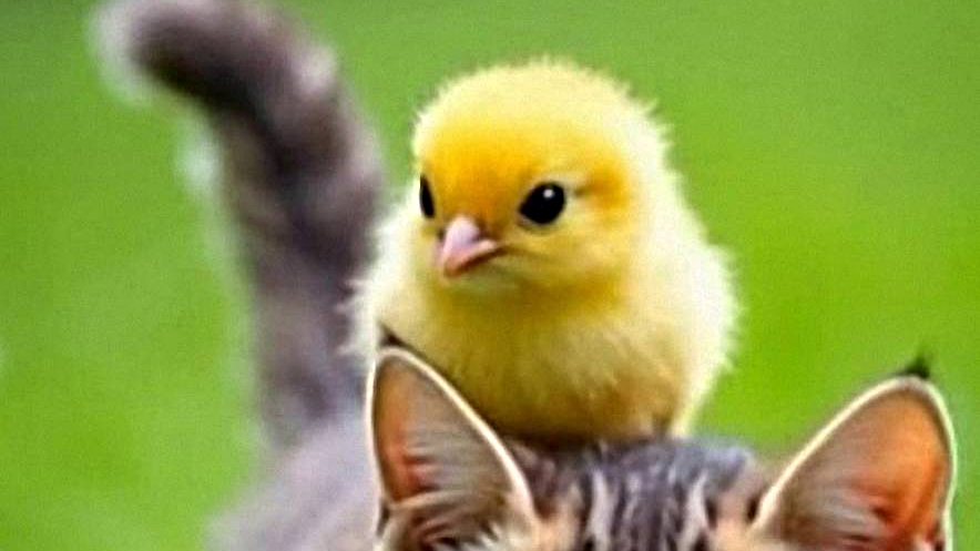 Хорошо в деревне летом!